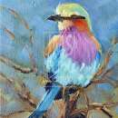 RIC1408  Lilac breasted roller-DR515