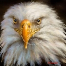 DR1436  Eagle_Eye_-_Face