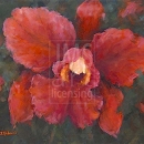 RIC1348 Red Orchid DR378