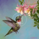 DR1416  Ruby_Throated_Hummingbird