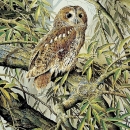 JHGP  LA3_8003 Tawny Owls