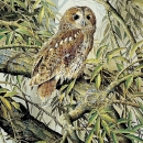 JHGP  LA3_8003 Tawny Owls