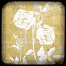 ROS1097 TTV Roses Among Us