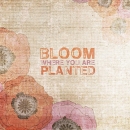 ROS1216  BLOOM WHERE YOU ARE PLANTED