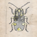 ROS1293  INSECT SERIES BEETLE