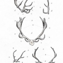 ROS1298  ANTLER STUDY 16x25 VOL1