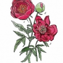 ROS1312  PEONY STUDY