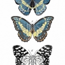 ROS1313  LEPIDOPTERA VOL2