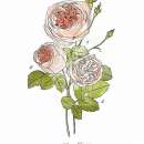 ROS1341  ROSE STUDY