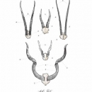 ROS1352  ANTLER STUDY VOL 3