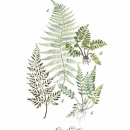 ROS1355  FERN STUDY