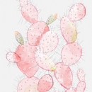 ROS1359  PRICKLY PEAR PINK