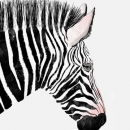 ROS1361  ZEBRA