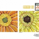 KPD2884  Gerbera Sun Sell 2