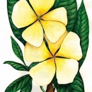 KPD2084 Plumeria Stem wm