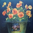 LOC1027 pansy in a sap bucket_