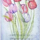 LOC1032 Tulips and Lace