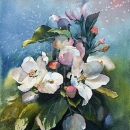 LOC1042 apple blossoms