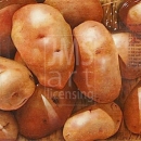 LOC1046 potatoes gratin