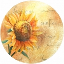 LOC1065 sunflower 1