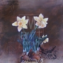 LOC1099 spring daffodils