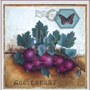 LOC1171  gooseberry