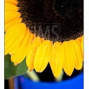 LL2119   MG9872 Sunflowers in Blue Pails-C