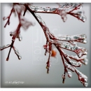 LL2129  Icy Winter Branches-A