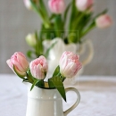 LL2603  MG8149PinkTulips7