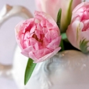 LL2605  MG8156PinkTulips9