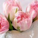 LL2606  MG8157PinkTulips10