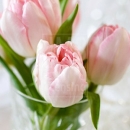 LL2612  MG8200PinkTulips16