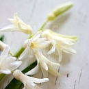 LL2615  MG8307RusticWhiteHyacinth3