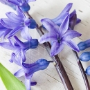 LL2620  MG8521RusticBlueHyacinth1