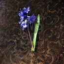 LL2621  MG8536BlueHyacinthPortrait1