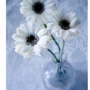 LL2080  White Daisy Trio