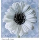 LL2081  White Single Daisy