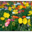 LL2116   MG7473 Poppies