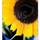 LL2117   MG9547 Sunflowers in Blue Pails-A