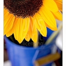 LL2118   MG9548 Sunflowers in Blue Pails-B