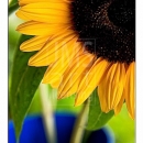 LL2120   MG9848 Sunflowers in Blue Pails-D