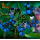 LL2132 Garden Fruits and Berries-B