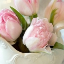 LL2598  MG8104PinkTulips2