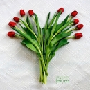 LL2551  MG7166_TulipHeart