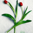 LL2552  MG7144RedTulipDuet