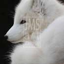 LL3274  IMG_7193_ARCTIC_FOX