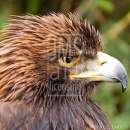 LL3276  IMG_7485_GoldenEagleSeriousFaceProfile