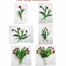 LL RedTulipCollection