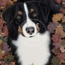 ML267  Dog in Leaves