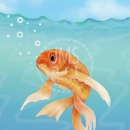 ML271  Goldfish